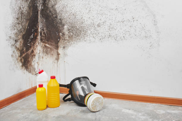 Best Residential Mold Removal  in Pryor Creek, OK