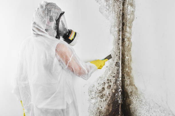 Best Black Mold Removal  in Pryor Creek, OK