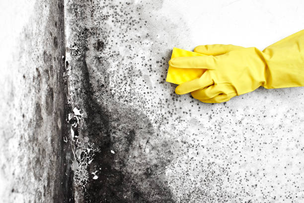 Best Fast Mold Removal  in Pryor Creek, OK