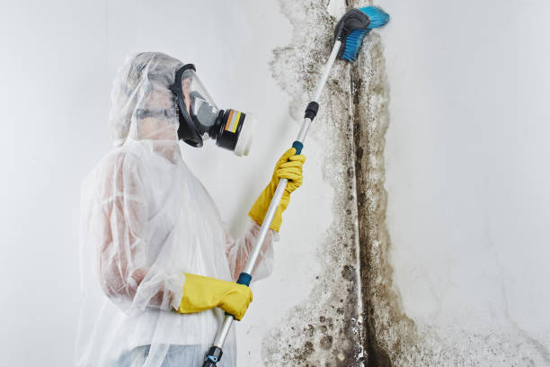 Best Mold Removal Near Me  in Pryor Creek, OK