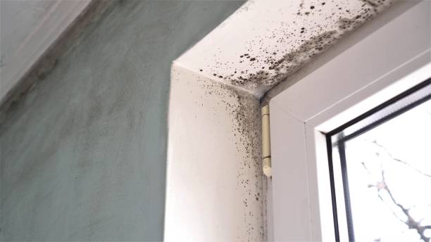 Best Mold Testing  in Pryor Creek, OK
