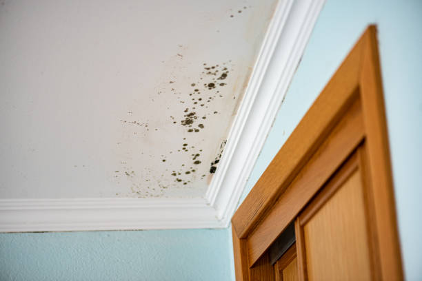 Best Toxic Mold Removal  in Pryor Creek, OK