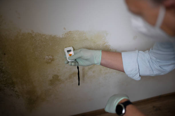 Best Commercial Mold Removal  in Pryor Creek, OK
