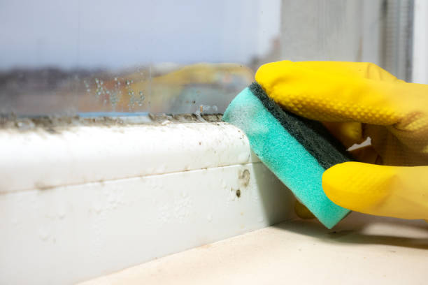 Best Home Mold Removal  in Pryor Creek, OK