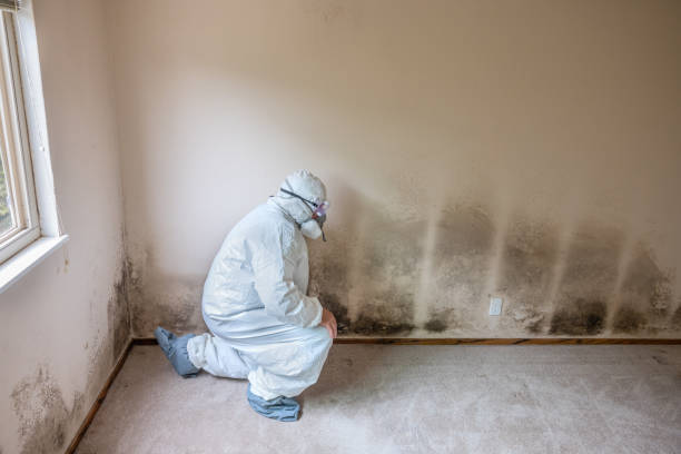 Best Best Mold Removal Companies  in Pryor Creek, OK
